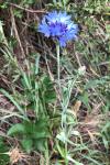 Cyanus segetum