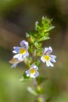 Euphrasia stricta