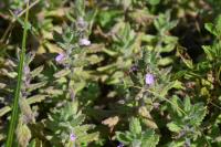 Teucrium scordium