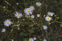 Symphyotrichum novae-angliae