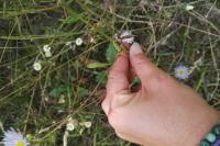Symphyotrichum novae-angliae