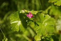 Geranium lucidum