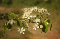 Prunus mahaleb