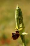 Ophrys aranifera