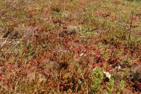 Sedum sexangulare