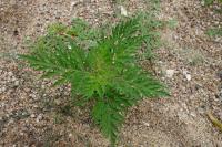 Ambrosia artemisiifolia