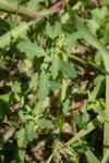 Oxybasis glauca