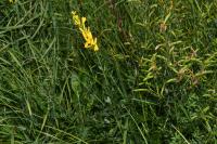 Genista tinctoria
