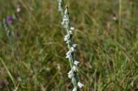 Spiranthes spiralis