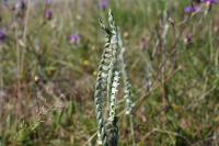 Spiranthes spiralis