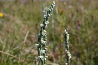 Spiranthes spiralis