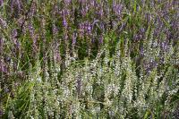 Calluna vulgaris