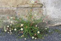 Erigeron karvinskianus