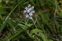 Veronica officinalis