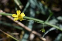 Linum trigynum