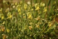 Lotus maritimus