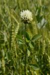 Trifolium alexandrinum