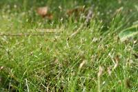 Eleocharis acicularis