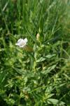 Gratiola officinalis