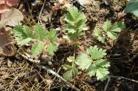 Potentilla supina