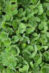 Trifolium subterraneum