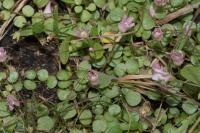 Lysimachia tenella