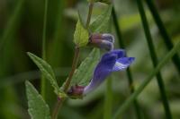 Scutellaria galericulata