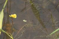 Utricularia neglecta