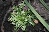 Hottonia palustris