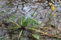 Damasonium alisma