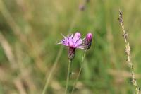 Serratula tinctoria