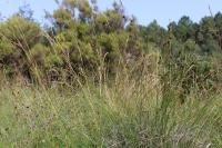 Schoenus nigricans