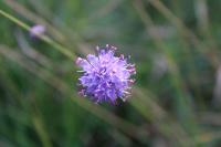 Succisa pratensis