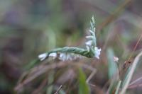 Spiranthes spiralis