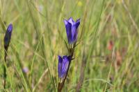 Gentiana pneumonanthe