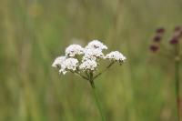 Oenanthe lachenalii