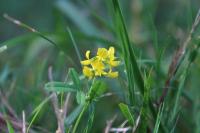 Medicago sativa subsp. falcata