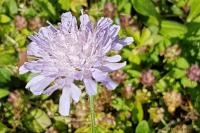 Knautia arvensis