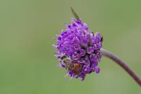 Succisa pratensis