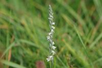 Spiranthes spiralis