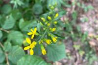 Solidago virgaurea