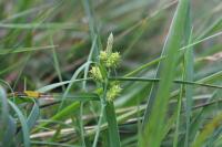 Carex demissa