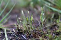Juncus pygmaeus