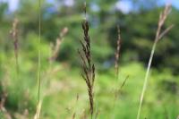 Agrostis vinealis