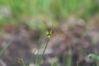 Juncus bulbosus