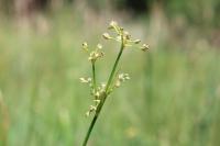 Juncus subnodulosus