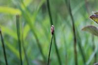 Eleocharis uniglumis