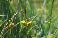 Carex viridula
