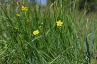 Ranunculus flammula