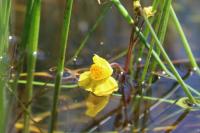 Utricularia neglecta